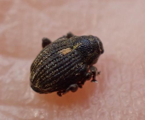 Réf. 292 809 : Rhinoncus sp.